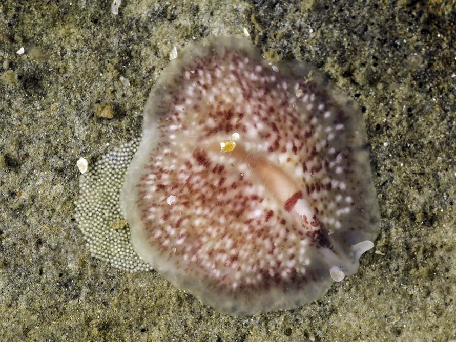 Oligocladus sanguinolentus